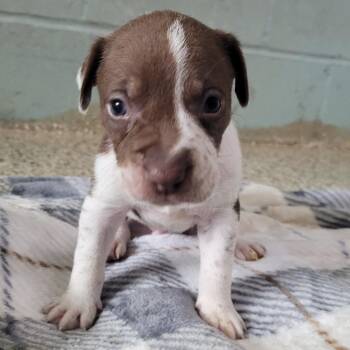 Layla 5137 -  Mixed Breed Dog for Adoption in Loxahatchee Groves, Florida - Layla 5137 | PetCurious