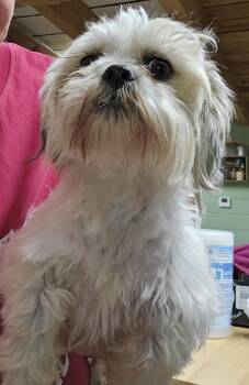 Poppy -  Shih Tzu Dog for Adoption in Martinsville, Indiana - Poppy | PetCurious
