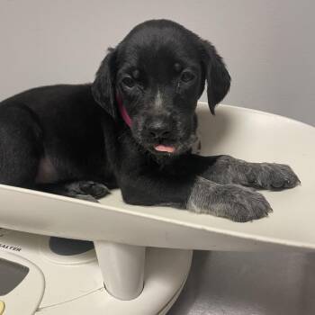 Mocha -  Mixed Breed Dog for Adoption in Chattanooga, Tennessee - Mocha | PetCurious