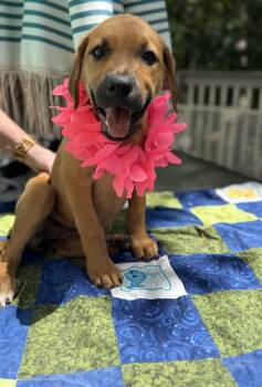 Logan -  Labrador Retriever and Rhodesian Ridgeback Dog for Adoption - Logan | PetCurious