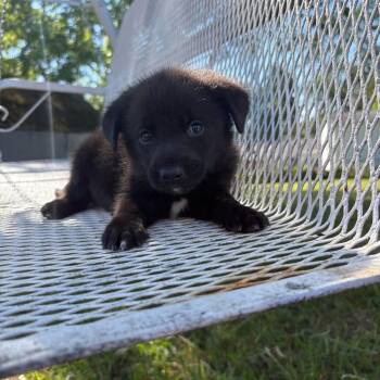 Black Labrador Retriever Dogs Available for Adoption in Wando, South Carolina - Kyra | PetCurious