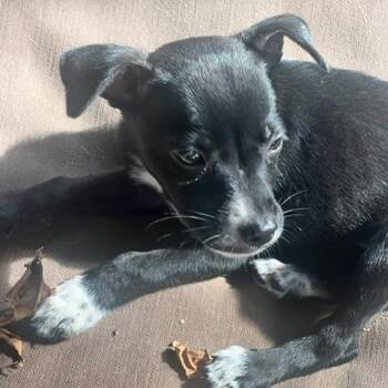 Julie -  Mixed Breed Dog for Adoption in Vieques, Vieques - Julie | PetCurious
