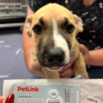 SeaCat -  Mixed Breed Dog for Adoption in Edwardsville, Illinois - SeaCat | PetCurious