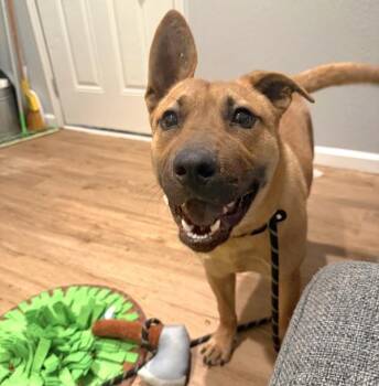 Shar Pei Dogs Available for Adoption - Little Puff | PetCurious