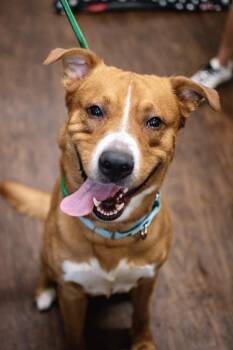 Big Red -  Golden Retriever and Labrador Retriever Dog for Adoption in Frankfort, New York - Big Red | PetCurious