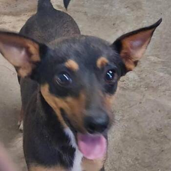 BRAZ-Stray-137801 -  Chihuahua Dog for Adoption in Lake Jackson, Texas - BRAZ-Stray-137801 | PetCurious