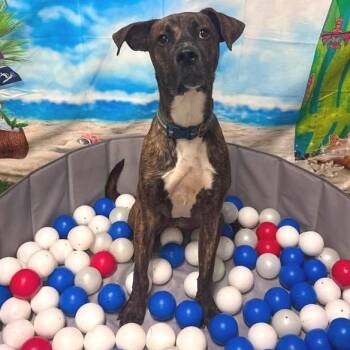 Keizer Fontaine -  Catahoula Leopard Dog and Pit Bull Terrier Dog for Adoption in Abbotsford, British Columbia - Keizer Fontaine | PetCurious