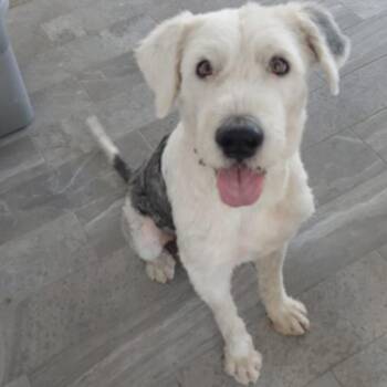Bruno -  Wheaten Terrier Dog for Adoption in Escondido, California - Bruno | PetCurious