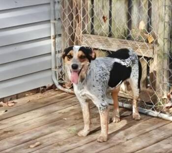 Rescue Australian Cattle Dog Blue Heeler Dogs for Adoption in Manchester, Connecticut - Emma | PetCurious