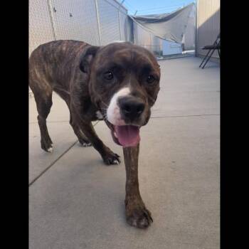 Rocky -  Pit Bull Terrier Dog for Adoption in Bismarck, North Dakota - Rocky | PetCurious