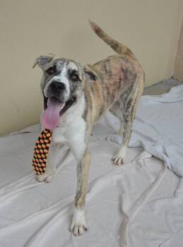 Yeti -  Mixed Breed Dog for Adoption in Mckinney, Texas - Yeti | PetCurious