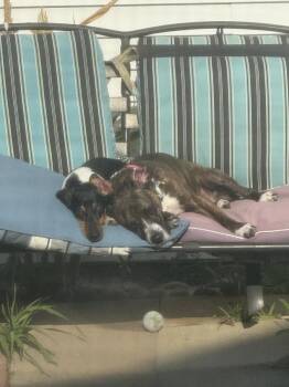 Sweetie -  Beagle Dog for Adoption in Shiloh, Illinois - Sweetie | PetCurious