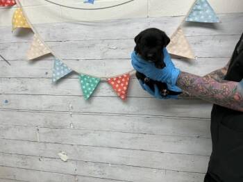 Labrador Retriever and Mixed Breed Dogs Available for Adoption - HONEYDEW | PetCurious