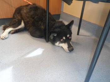 Husky Dogs Available for Adoption - MISHKA | PetCurious