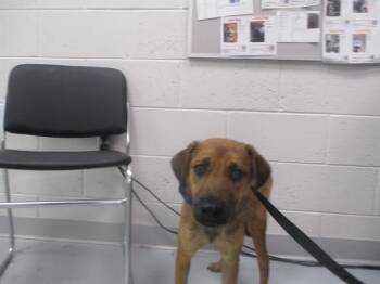 PENELOPE -  Black Mouth Cur Dog for Adoption in Ocala, Florida - PENELOPE | PetCurious