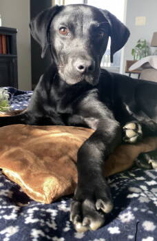 Rescue Labrador Retriever Dogs for Adoption in Ocean Township, New Jersey - Torrance - Tots Adorbs!! | PetCurious