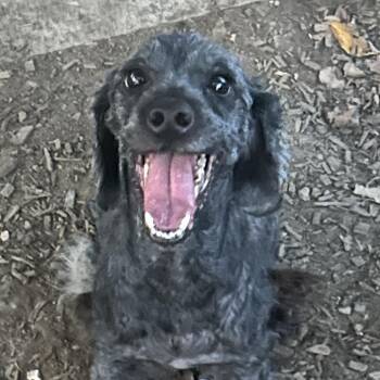 Boots -  Mixed Breed Dog for Adoption in Rockville, Maryland - Boots | PetCurious