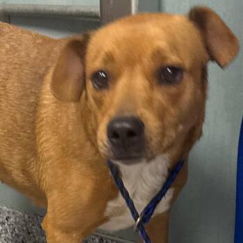 Labrador Retriever Dogs Available for Adoption in Greenville, South Carolina - Willow | PetCurious