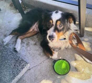 BRADLEY -  Australian Shepherd Dog for Adoption in Martinez, California - BRADLEY | PetCurious