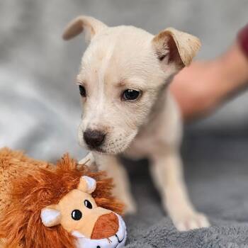 Labrador Retriever Dogs Available for Adoption - Jules | PetCurious