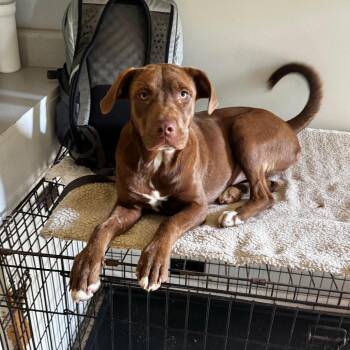Kylie -  Chocolate Labrador Retriever and Terrier Dog for Adoption in Brownsboro, Alabama - Kylie | PetCurious