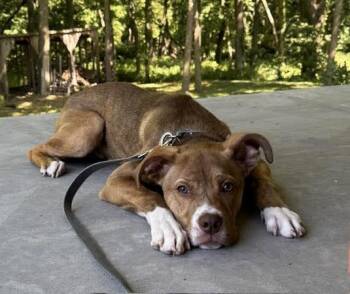 Walker -  Boxer and Mixed Breed Dog for Adoption in Manhattan, Kansas - Walker | PetCurious