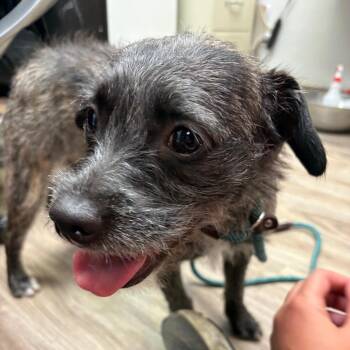 Mila -  Terrier Dog for Adoption in San Jacinto, California - Mila | PetCurious