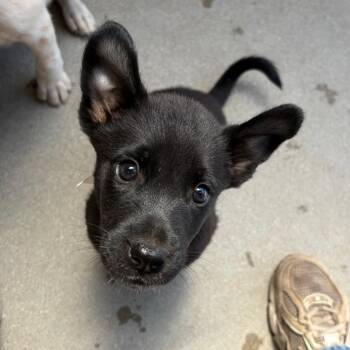 Tucker -  Cattle Dog and Mixed Breed Dog for Adoption in Goleta, California - Tucker | PetCurious
