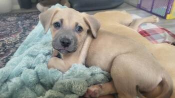 Lola -  Mixed Breed Dog for Adoption in Las Vegas, Nevada - Lola | PetCurious