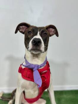 Mountain Cur and Pit Bull Terrier Dogs Available for Adoption - Virgo | PetCurious