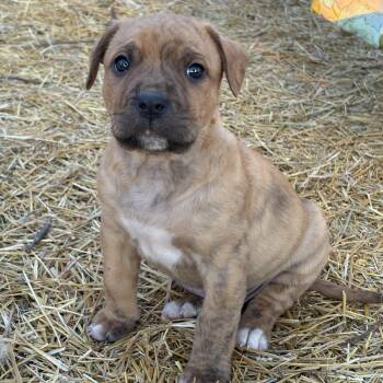 Mixed Breed Dogs Available for Adoption in Cando, Saskatchewan - Dandy | PetCurious