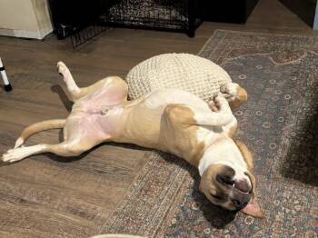 Oggie -  Labrador Retriever and Boxer Dog for Adoption in Charlotte, North Carolina - Oggie | PetCurious