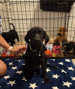 Labrador Retriever Dogs Available for Adoption in Huntington, New York - Apolo | PetCurious