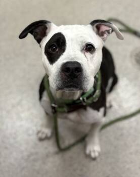 Rescue Pit Bull Terrier and Mixed Breed Dogs for Adoption in Fishers, Indiana - Macey | PetCurious