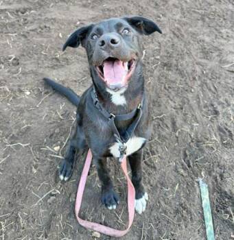 Rescue Mixed Breed Dogs for Adoption in Fernandina Beach, Florida - ROMEO | PetCurious