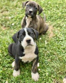 Pit Bull Terrier and Mixed Breed Dogs Available for Adoption in Malvern, Pennsylvania - Rockie | PetCurious