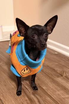 Chihuahua Dogs Available for Adoption - Tiny Tina | PetCurious