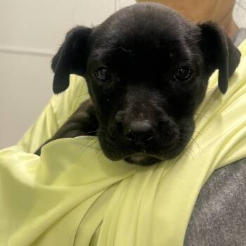 Black Labrador Retriever and Mixed Breed Dogs Available for Adoption - Lagniappe | PetCurious