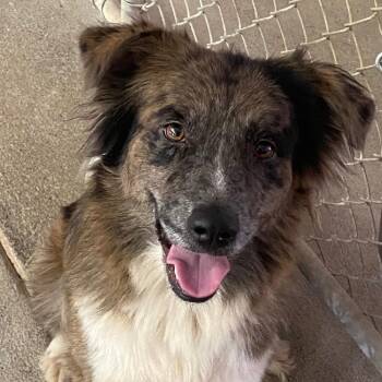Bella -  Australian Shepherd Dog for Adoption in Spencer, Indiana - Bella | PetCurious