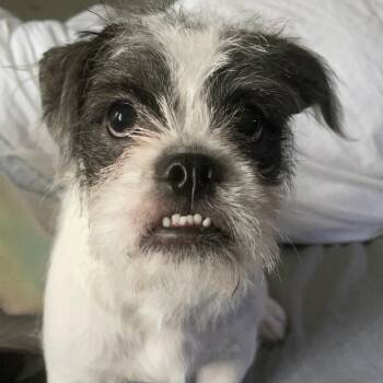 Lana -  Shih Tzu and English Bulldog Dog for Adoption in South Elgin, Illinois - Lana | PetCurious