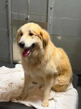 Great Pyrenees Dogs Available for Adoption in Stuart, Virginia - Salem | PetCurious