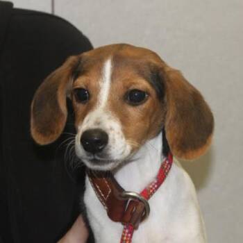 Trumpet -  Beagle and Mixed Breed Dog for Adoption in Elk Grove Village, Illinois - Trumpet | PetCurious