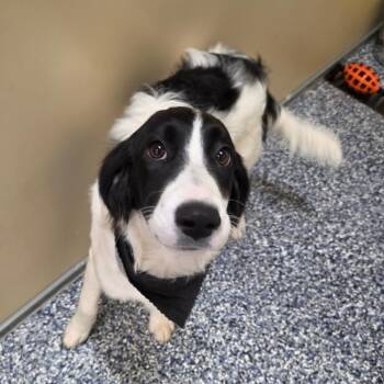 Mindy -  Black Labrador Retriever and Border Collie Dog for Adoption in Binghamton, New York - Mindy | PetCurious