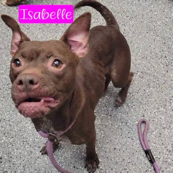 Isabelle -  Pointer and Pit Bull Terrier Dog for Adoption in Parkersburg, West Virginia - Isabelle | PetCurious