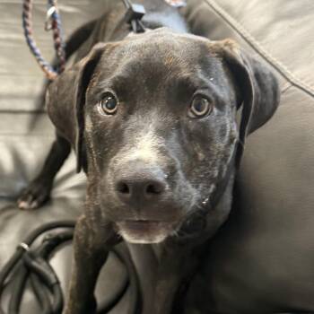 Baylor -  Plott Hound and Labrador Retriever Dog for Adoption in Marion, Virginia - Baylor | PetCurious