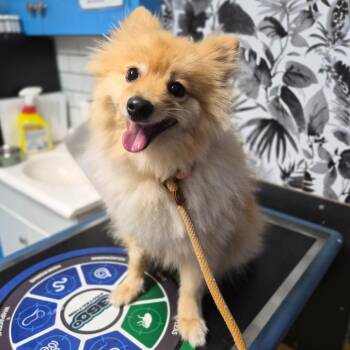 Pomeranian Dogs Available for Adoption in Wahiawa, Hawaii - Kumo | PetCurious