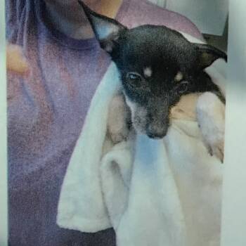 Rescue Chihuahua Dogs for Adoption in Baton Rouge, Louisiana - Hoard 6 | PetCurious