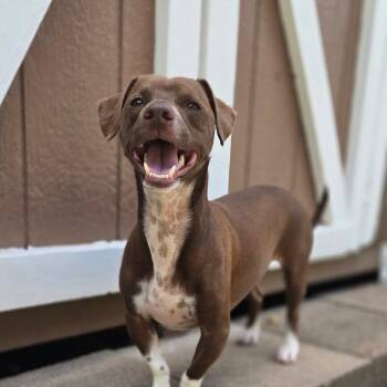 Zac -  Dachshund Dog for Adoption in Green Bay, Wisconsin - Zac | PetCurious