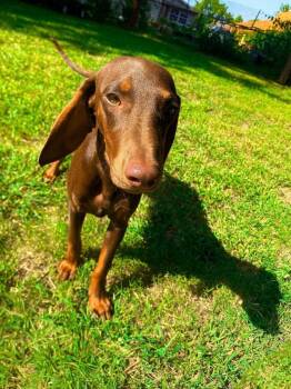 Aspen -  Dachshund Dog for Adoption in Shawnee, Oklahoma - Aspen | PetCurious