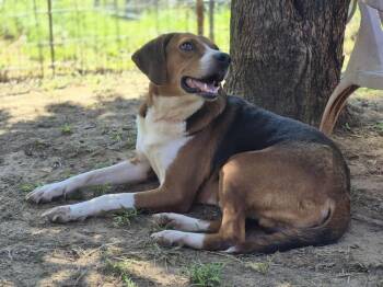 Rescue Hound Dogs for Adoption in Dover, Arkansas - Bruce | PetCurious